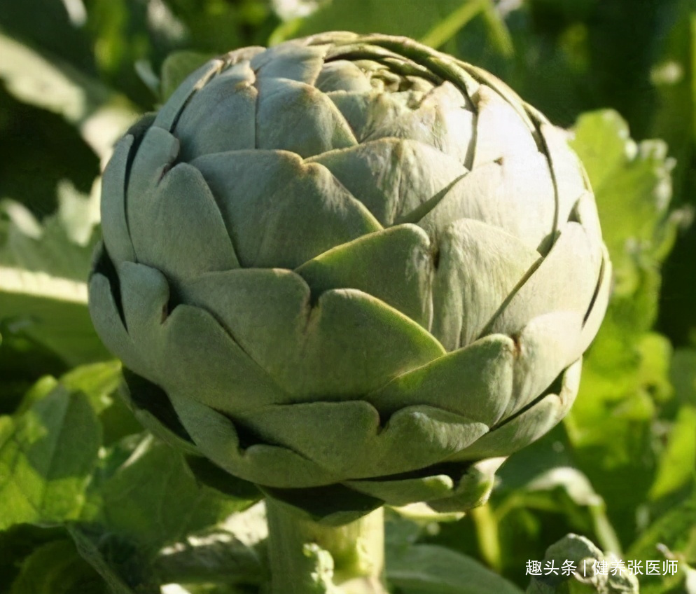 女性|女性不想变老，以下食物经常换，补血祛斑，滋阴养肾，改善失眠