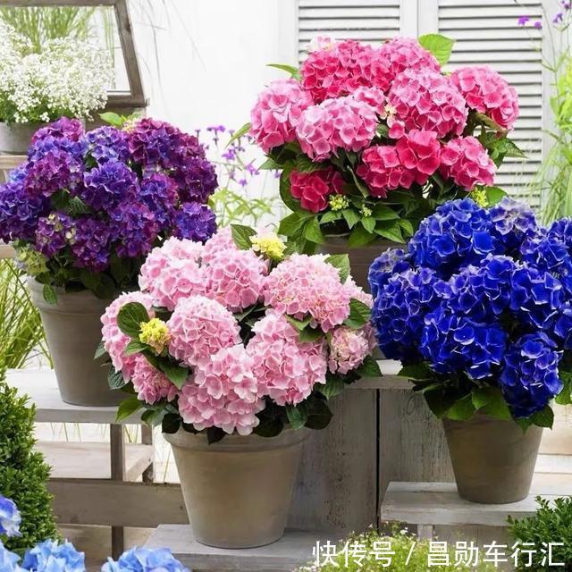 养花不会浇水吗?“六大口诀”记心间,养啥都能长得旺