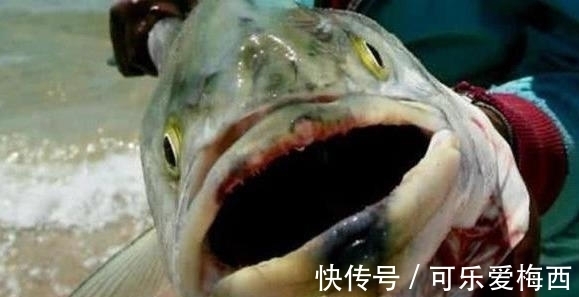 钓鱼|男子在湖里钓鱼，鱼钩一沉以为是大家伙，上钩一看不知所措