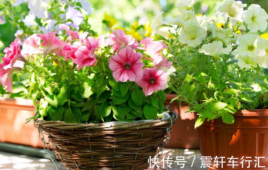 发酵|拿果皮肥养花，想出个好结果，制作和使用时不能遗漏这些细节