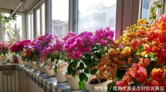 年后赶紧“插”下3种花,10天就生根,好养易活,2月就爆盆!