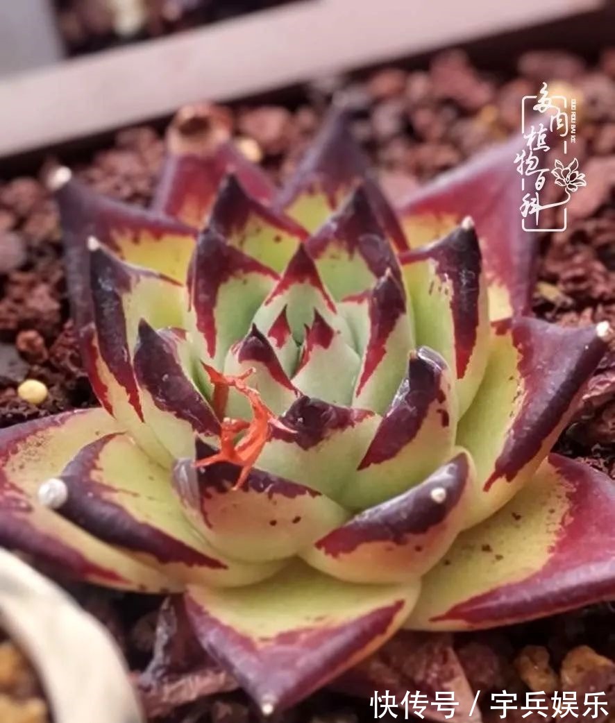 多肉植物|养多肉三年多九万里悟道,终归诗酒田园!