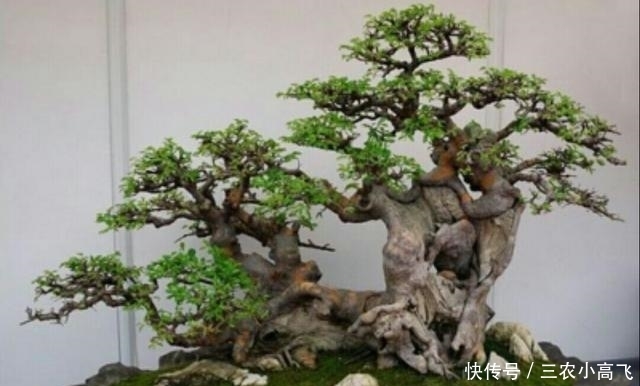 养护|榕树盆景在北方也可以养护的很好