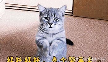 新旧|《熊出没》新旧马戏团成员对比,黑风虽然很强,但是比不过它!