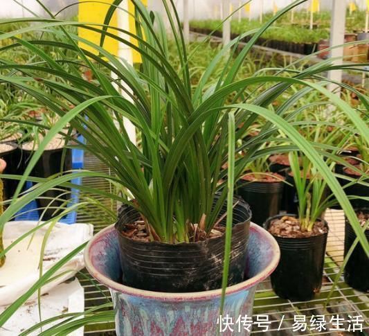 裸根多肉|换盆不做这件事,就等于白换了,一年也不长个