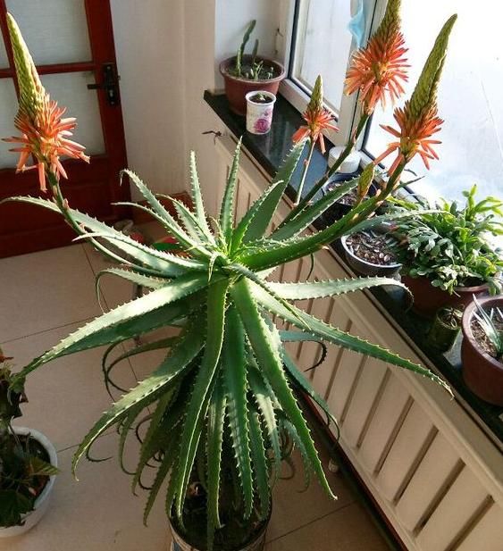  盆栽|初次尝试养花选什么植物好？盆栽此4款，搁室内漂亮又好养