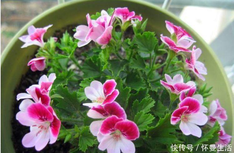 浇灌|5种漂亮花,好养易活,花开不断,枝头窜满花苞,美