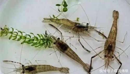 野钓|难怪渔具店老板不淡定,原来冬钓用它代小药,板鲫那叫一个好钓!