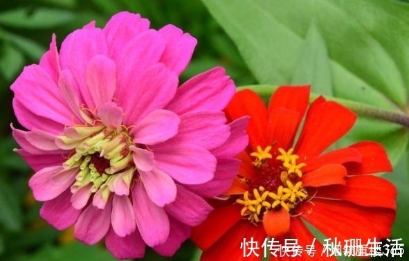 百日草|喜欢三角梅，首选“珍稀品种”柠檬黄三角梅，花开爆盆成花海！美