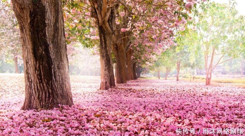 兄弟见大臣时各写首诗,都无一花字却句句写花,大臣:兄必中状元