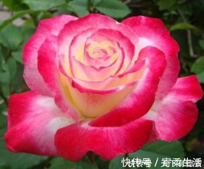 朱迪|漂亮又好养的“4种花”，比玫瑰好看，招财又开运，你养了吗？