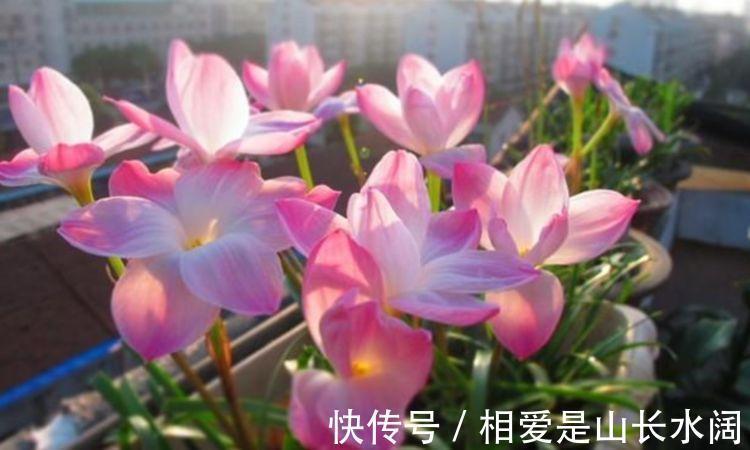 风雨兰风雨兰|养花就养这几款,芳香四溢，比香水都好闻，抓紧养一盆！