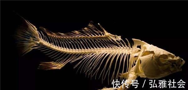 什么鱼的鱼刺最多要不是因为它好吃,早就被吃货们嫌弃了