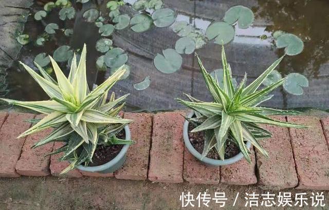 芦荟叶片瘦弱不生长简单做“2步”，叶片肥厚根系壮，侧芽爆盆