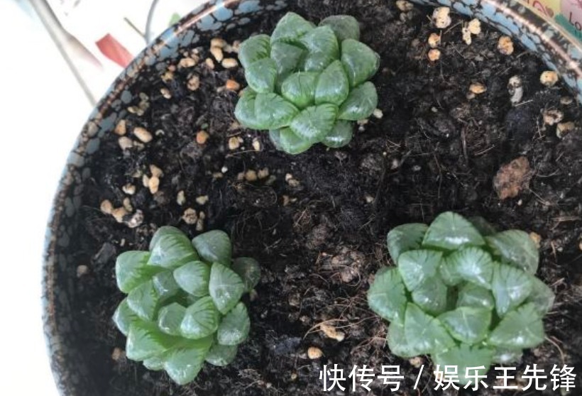 徒长|多肉玉露徒长叶子松散？多注意这4点，株型紧凑更具美感