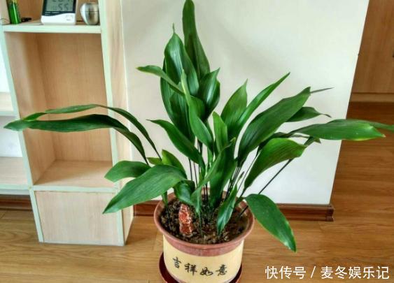 养花浇水顾及到这5个要素，就再也不担心植物缺水落叶掉花