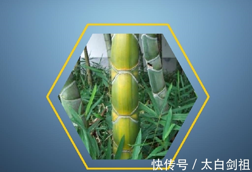 孟浩然!大诗人们的翠竹情怀,十二首著名的诗词,每一首都是经典