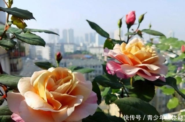 月季花苞越来越小趁着天热“剪几刀”,再次开花又大又密!