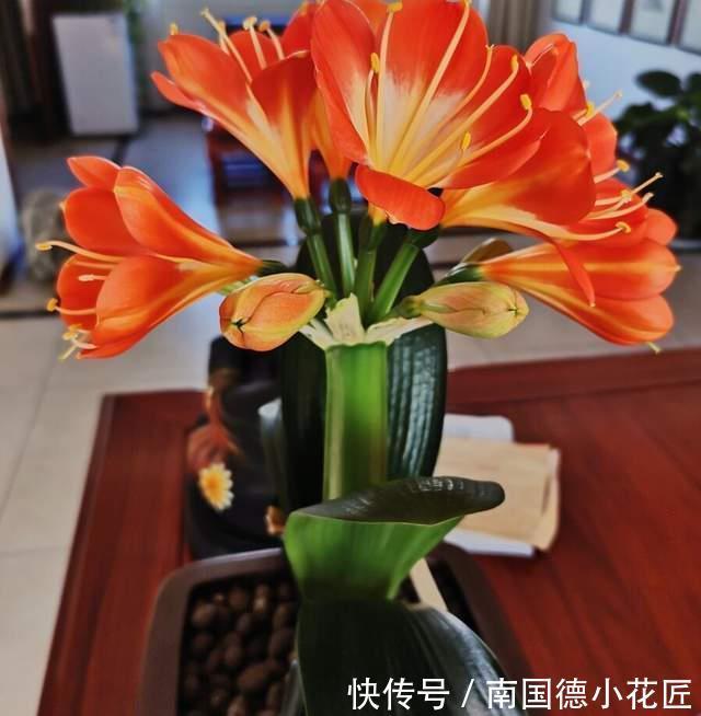 叶片|8月养君子兰“3不急”,注意“2点”,叶片油绿开花艳