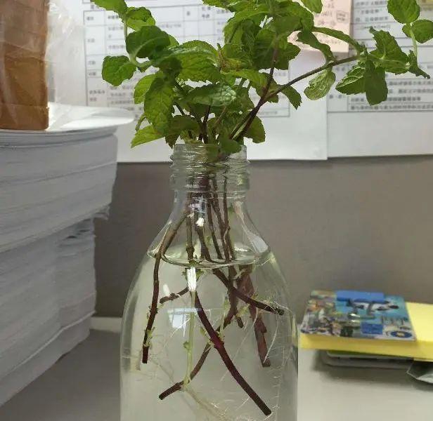 夏天这8种花不用买,叶子丢进花盆里,嗖嗖长白根