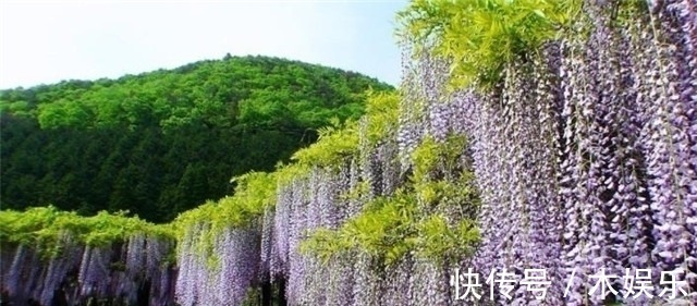 紫藤树#紫藤花下渐黄昏,白居易不喜欢紫藤花,却留下了经典的紫藤花诗