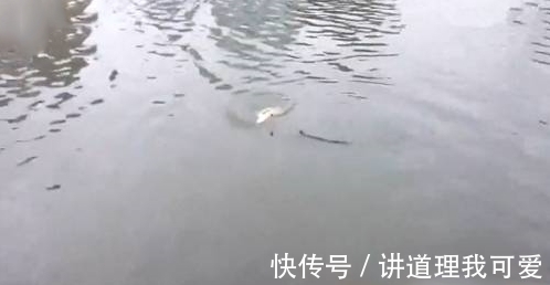 男子野外钓上一条“肥鱼”,没想到竟是这种鱼,最后却放生了