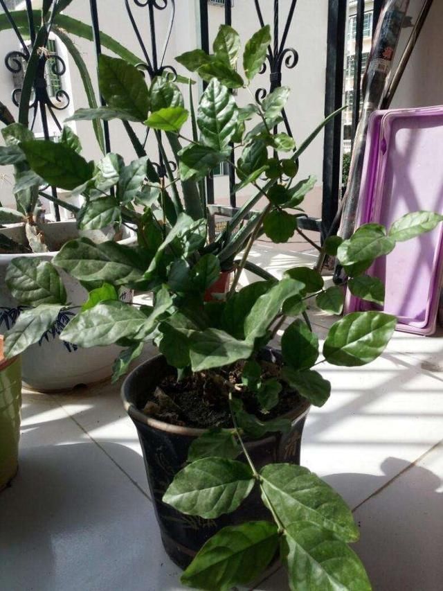 夏季养茉莉最合适，刚回家这样处理，不枯萎花量翻倍