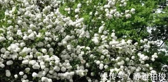 养护|这5种花种在家里一不小心就变成了花海
