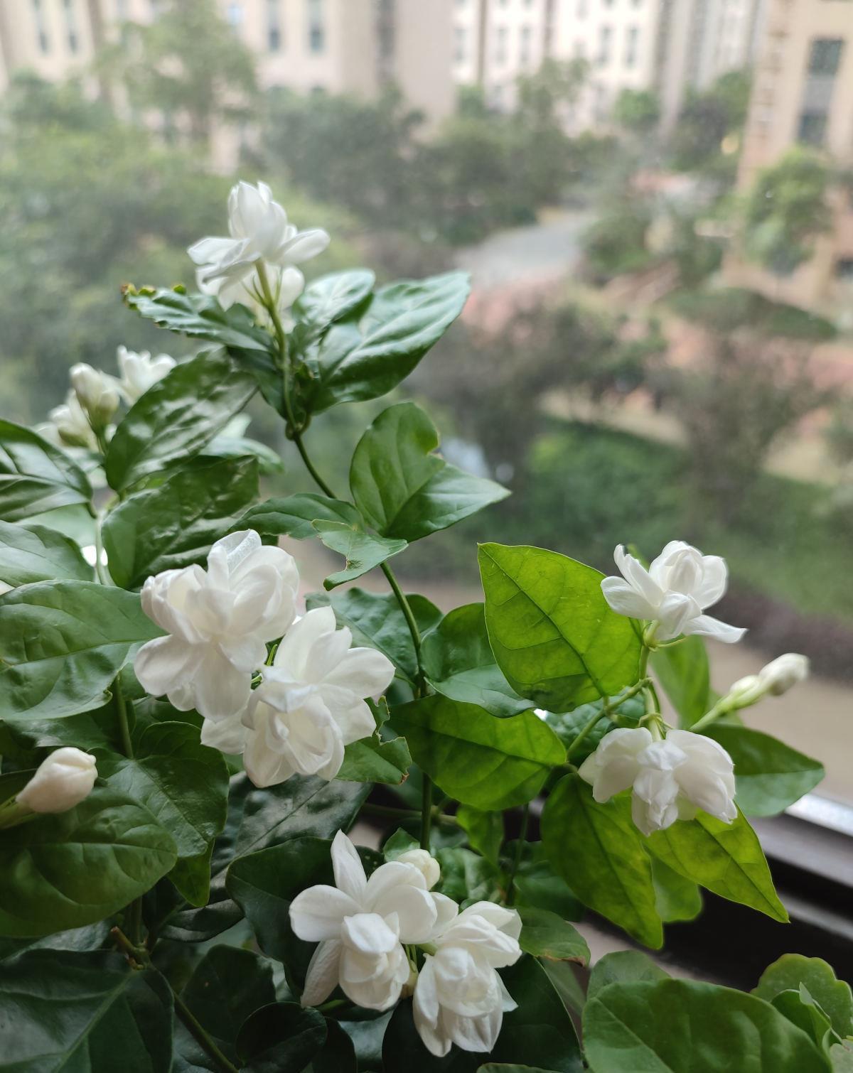 5种花都说不吉利,我却养了一大盆,每年开花都美翻了