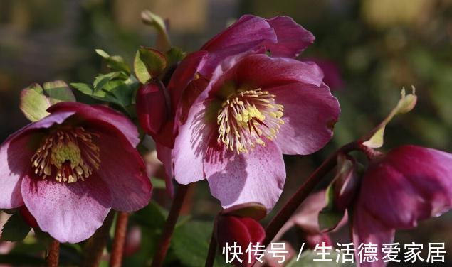 0度以下能开花的10种花草，最适合秋冬季节养，你家有没有？