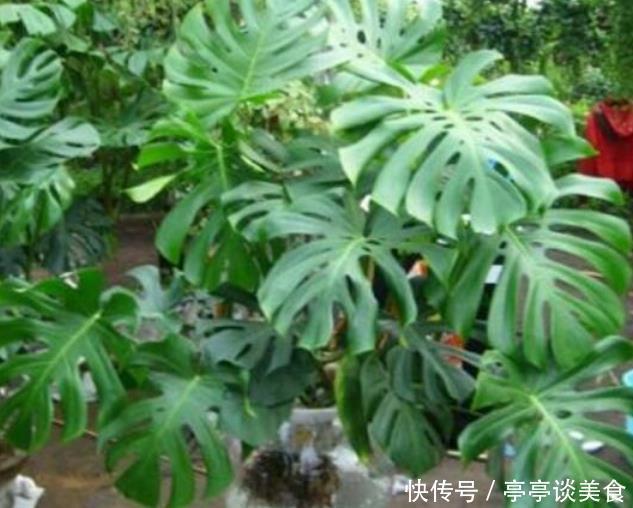 新手|6种花,丢水里就疯长,懒人新手都能养爆盆