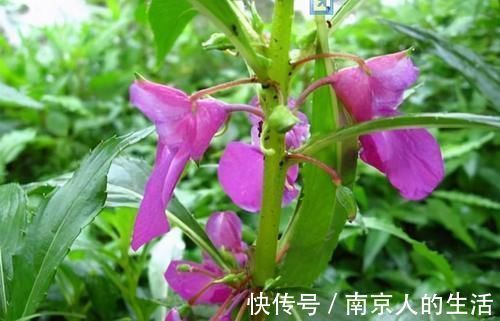 食管癌|中医抗癌有“妙招”,5种能抗癌的中药,你知道几种?