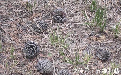 养好茶花，别选错土壤，不然茶花就没有然后了