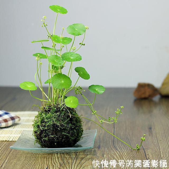 湿润|马路边常见“3种草”,养花盆里变“盆景”,好看又值钱!