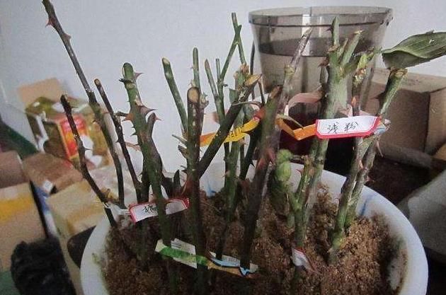 枝条|扦插不生根,大家“不用担心”,学些“小技巧”,扦插一根活一根