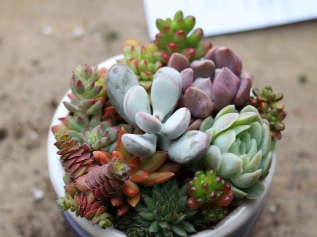 多肉|想养好多肉,关键不是浇水和施肥,而是这两点