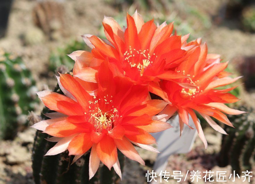 仙人球刺扎人,“拽掉”行不行?剪可以,拽不行