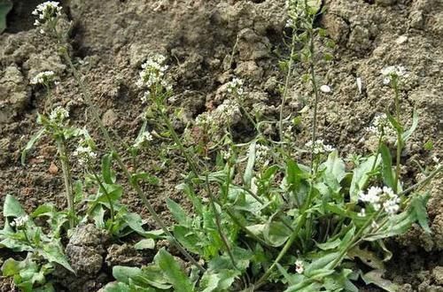 人称“黑心菜”，种子含油高，嫩茎叶是上等野菜，可做“百岁羹”