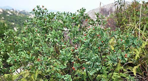 草药|这野草很像人参,农民当杂草除掉,殊不知是皇帝常用的“鬼辣椒”