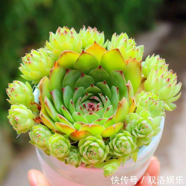 植株|这种多肉样子像莲花,做好这4点,安全过夏还能“爆盆”