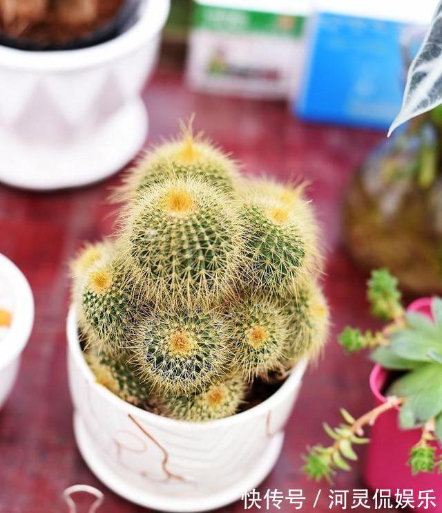 6种“懒人花”可真皮实,一个月不浇水,太阳越晒,开花越泼辣