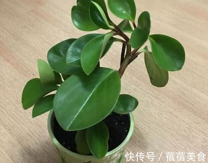 豆瓣花可以放在卧室吗，应该如何养护