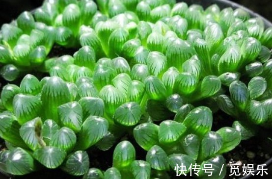 几种适合养在盆栽的多肉植物,好看又好玩,浇水就能爆盆