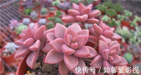 紫玄月|谁说多肉都耐旱?这些喜水多肉,太能喝水天天要浇