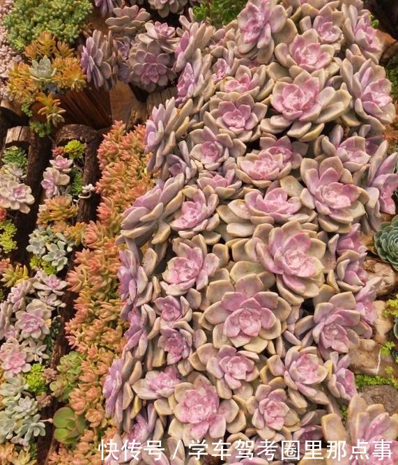 以树干为花盆,可以把紫乐养出“一面墙”,感兴趣可以试试!