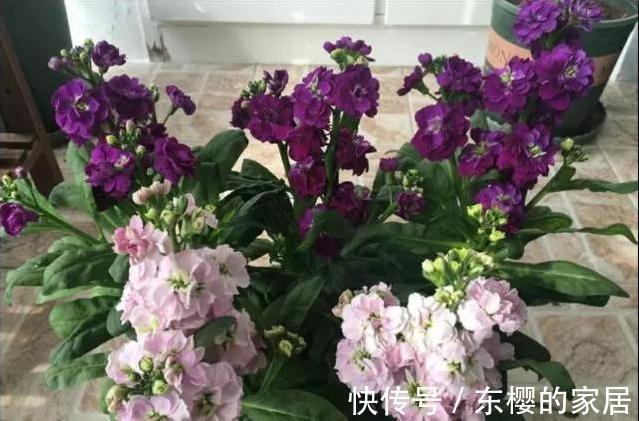 花期最长4种花，漂亮似牡丹，轻松一养就爆盆，不要错过