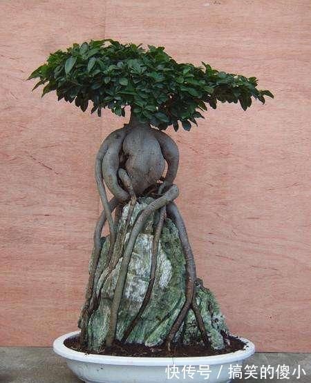 浇花|用阿司匹林浇花,这个方法瞒了你多久了