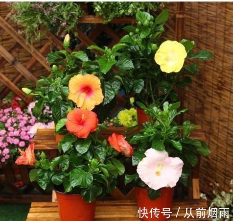 浇水|开花不断的5种花卉,赏花又闻香,花期超长,漂亮又好养!