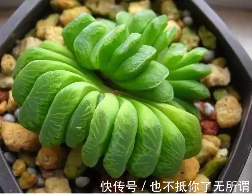 龟甲牡丹|世界上最名贵的花,一盆就是一座房子!