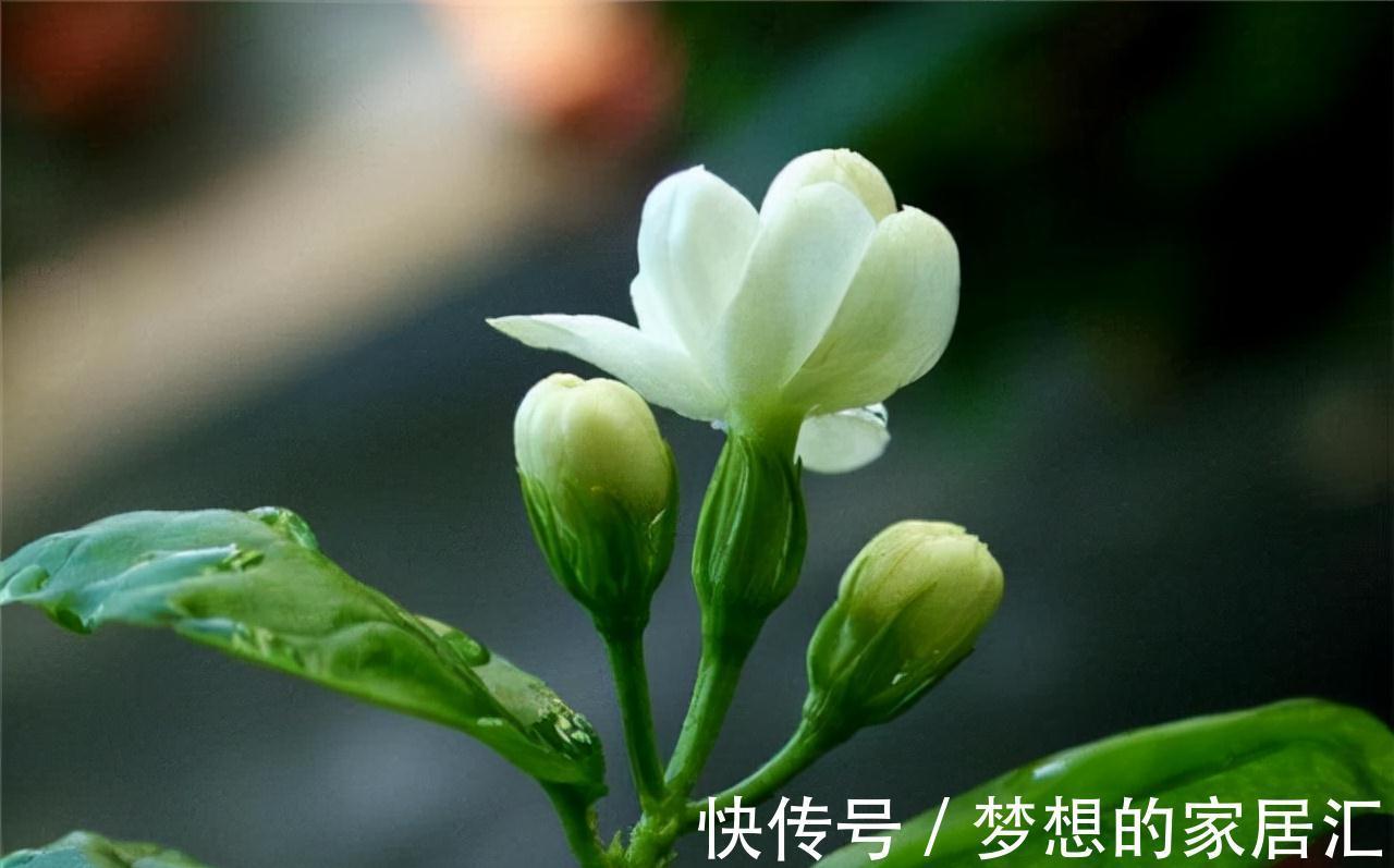 抵抗力|茉莉花冬天想要不怕冻,秋天养“壮”它很关键,基础措施了解一下